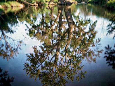Tree reflection blur in water