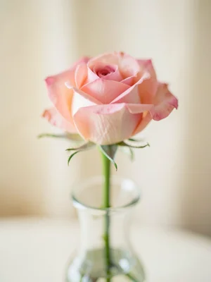 Single rose in vase, petals sharp, stem soft