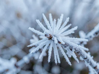 Frost growing outward from twig in rays