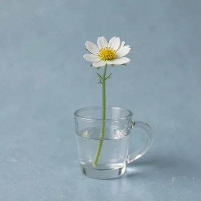 Story-card botanical of a single buttercup stem in a tiny glass, calm dusty blue