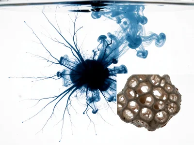 Saya Diffusion