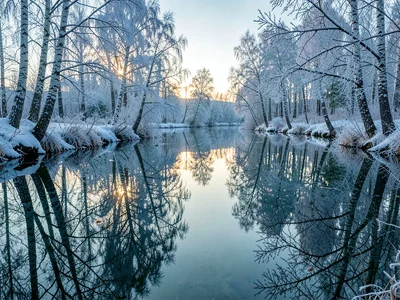 Finnish lake mirror, dead-calm reflection, birch branches heavy with frost, back