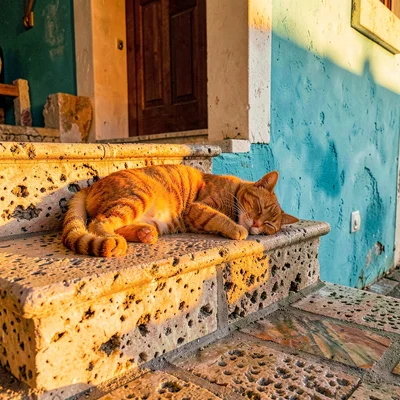 Adriatic limestone warmth, Dubrovnik honey stone, Cat sleeping on warm limestone