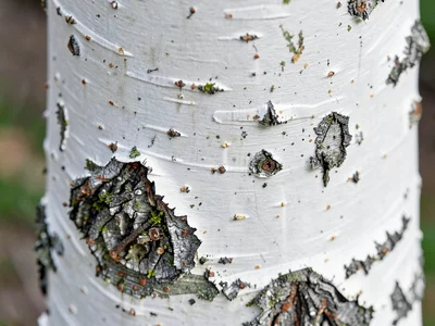 Paper birch white peeling