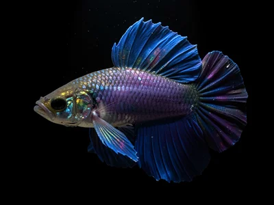 Betta Fin Ray Structure