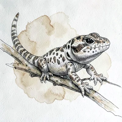 Pen-and-ink study of a leopard gecko on a small branch, fine cross-hatching, sof