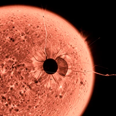 Sunspot group in high-resolution H-alpha, dark umbra surrounded by filamentary p