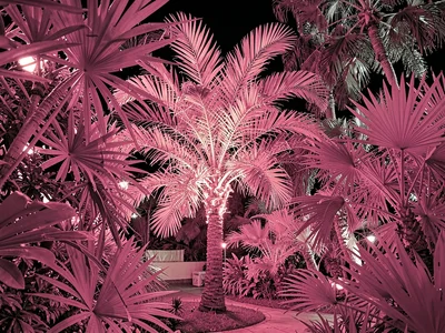 Tropical garden with infrared palm glow