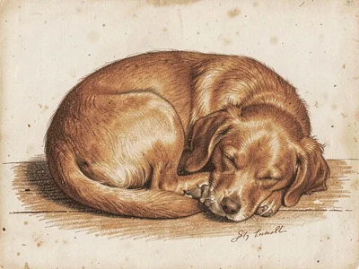 Sleeping dog curled up