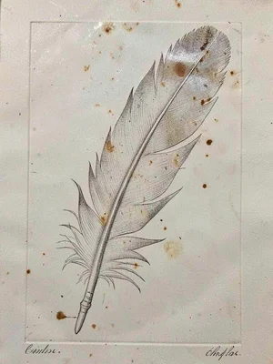 Detailed feather with barbs