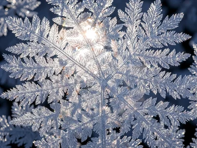 Frost fern pattern with backlight revealing crystal structure