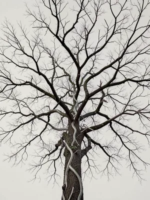 Bare winter tree solarized until branches become neural pathways, nature reveale