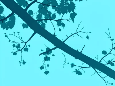 Branch silhouette cyan