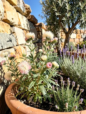Oregano in Flower