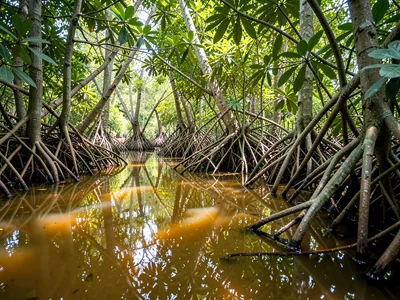 Dappled Canopy Light on Amber Water