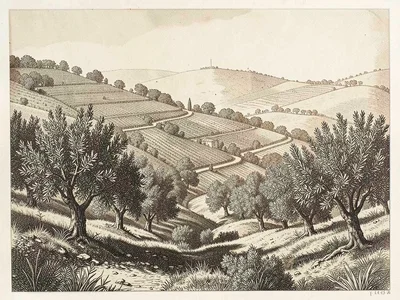Olive grove on hillside