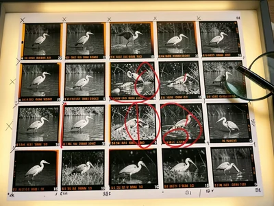 A contact sheet from a nature photography shoot on black-and-white film, 36 fram