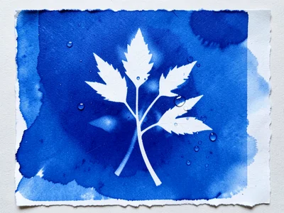 Cyanotype with water droplet wash, partially dissolved areas creating soft blue 