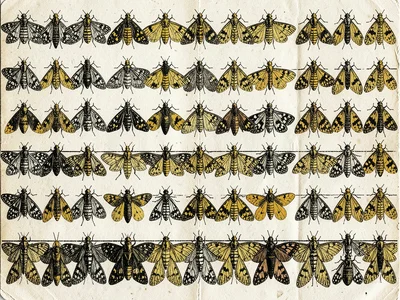A dense arrangement of moths and beetles pinned in rows