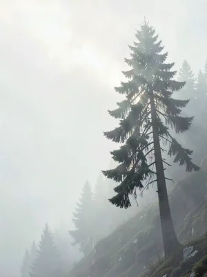 Lightning-split fir clinging to a slope, blackened core visible, the slope itsel