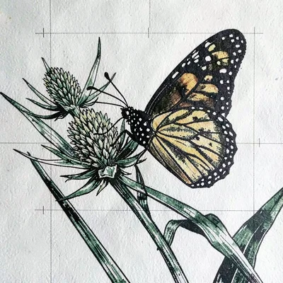 Monarch butterfly