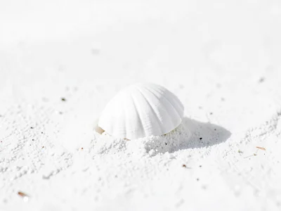 White shell on white sand