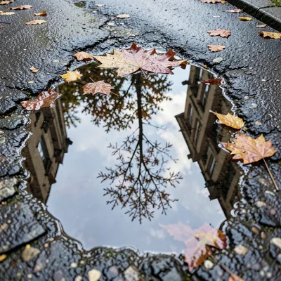 Puddle in fallen leaf, maple leaf cup holding rainwater reflecting a single bran