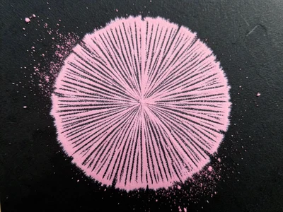 Pink spore print on black paper, delicate rose-colored deposit from pluteus, bar