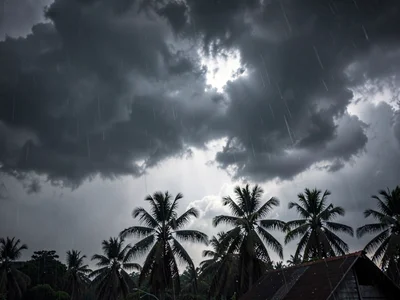 Palm trees silhouetted against storm sky