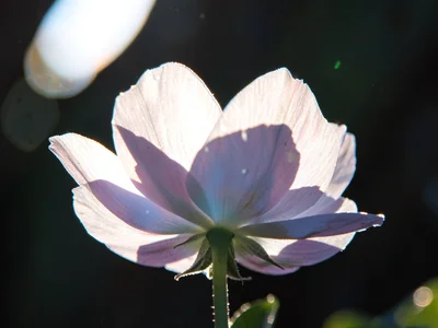 Translucent flower petals glowing with light