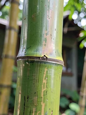Bamboo joint detail