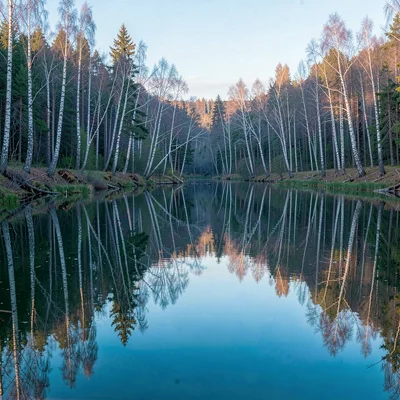 Finnish lake mirror, dead-calm reflection, Birch trees reflected perfectly in st