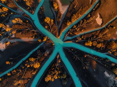 A river delta from above, turquoise water branching through dark mudflats like a