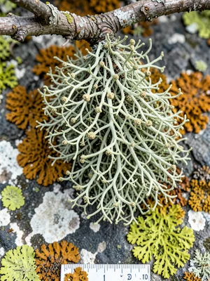 Fruticose lichen hanging from branch, three-dimensional beard-like tangle of pal
