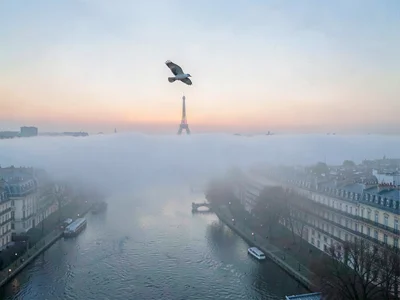 Bird flying above fog at clear upper level