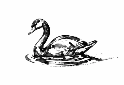 Gliding swan single stroke