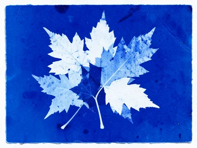 Cyanotype of overlapping maple and oak leaves, white silhouettes creating transl