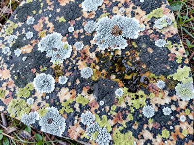 Lichen zone showing moisture gradient