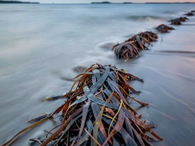 Seaweed wrack line as sharp against soft water