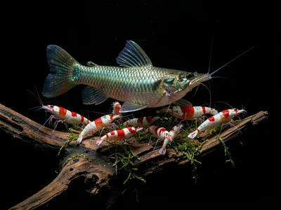 Dwarf Shrimp Colony on Driftwood