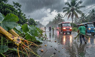 Monsoon Harvest Continues