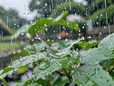 Raindrop hitting leaf surface impact