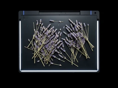 Handfuls of dried lavender scattered across the scanner glass, stems and buds pr