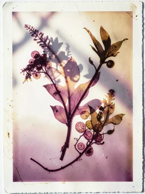 Seaweed specimen arranged on paper, cellular bladders visible, oceanic botanical