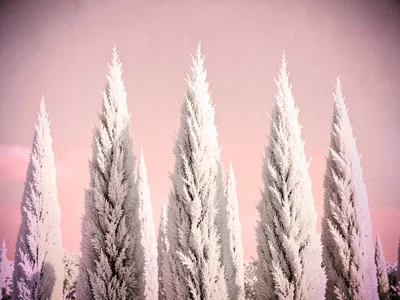Italian cypress trees rendered as tall pale silver flames against a horizontal p
