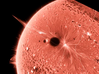 Sunspot group in white-light, dark umbrae with surrounding penumbral filaments, 
