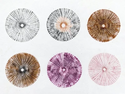 Collection of six small spore prints arranged in grid, each from a different spe