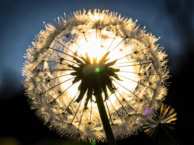 Dandelion seeds backlit creating halo