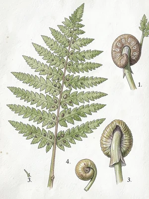 Fern botanical illustration with life stages
