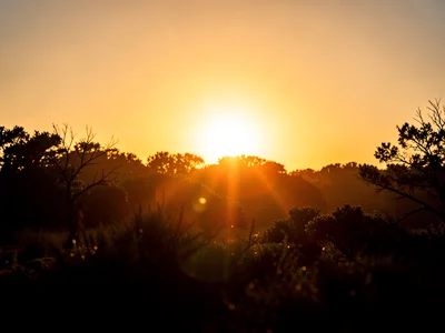 Golden hour extreme backlit
